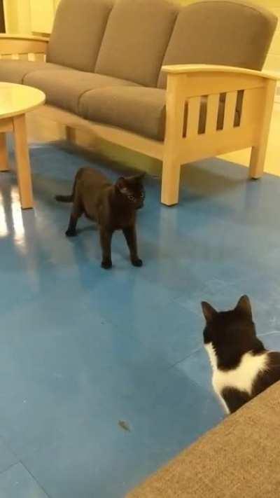 Kitten just wanted to play