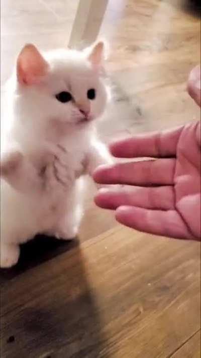 Pleaae any hello to my 8 week old snowball. He has my whole heart ❤