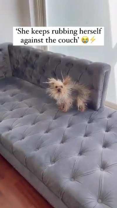 When your dog is fully charged