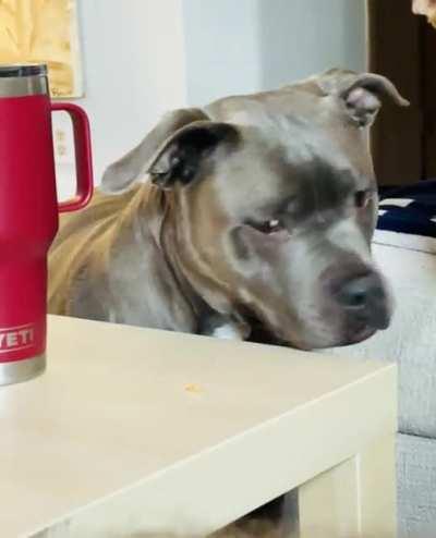 operation crumb recovery: not successful