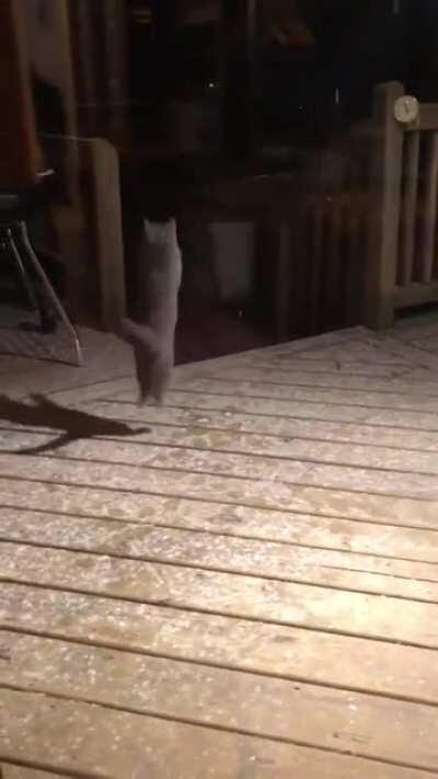 In case you missed it ❤️ Cat catches Snowflakes!