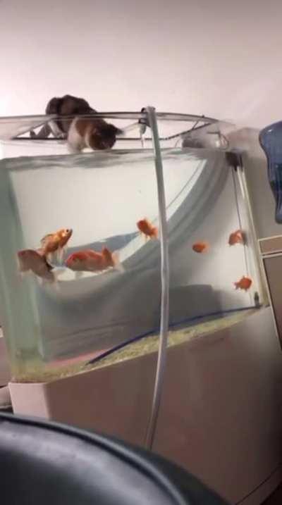 Fishing in the transfer tank