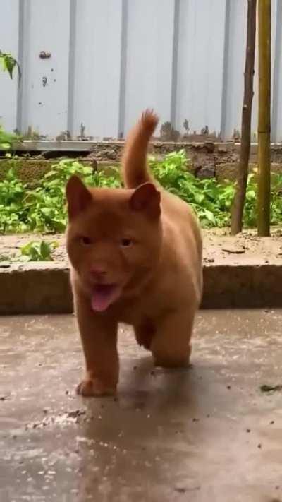 The cattiest dog you’ll ever see