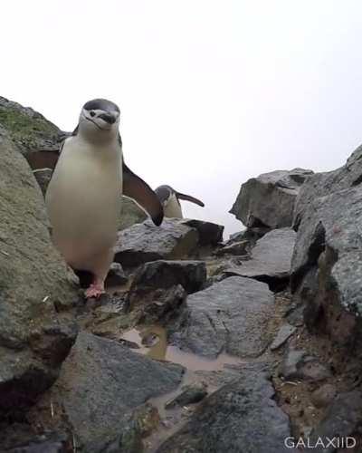 Chinstrap Penguins are generally considered to be the most aggressive and ill-tempered species of penguin. They're easily identifiable because they look like they're wearing a black helmet, hence the name.