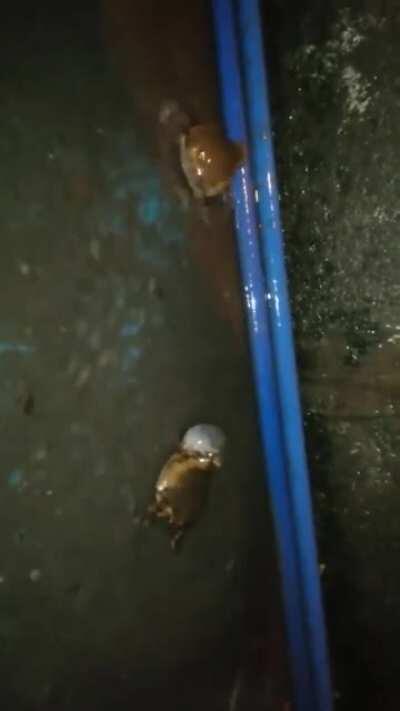 Se iau la bataie broscaisii.