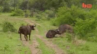 Not today, Lioness. Not. Today.