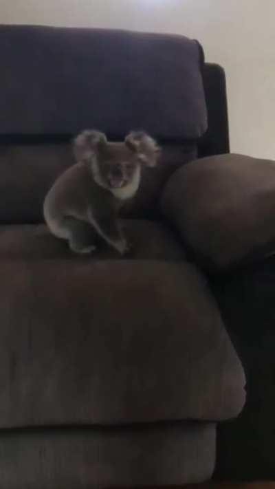 What kind of cat is that?