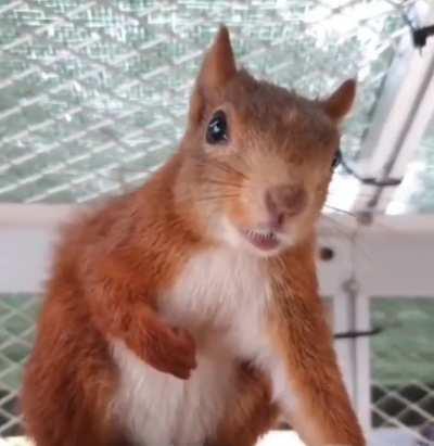 A Squirrel Trying to Scare Away the Person Recording It