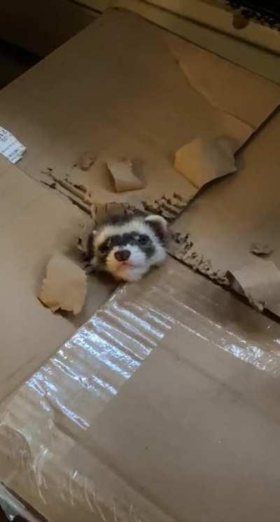 I looked over to see what they were doing and I see this