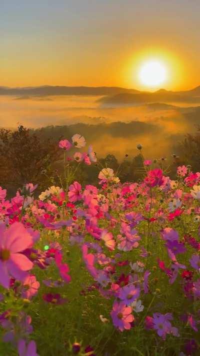 Sunrise In Hiroshima Prefecture, Japan