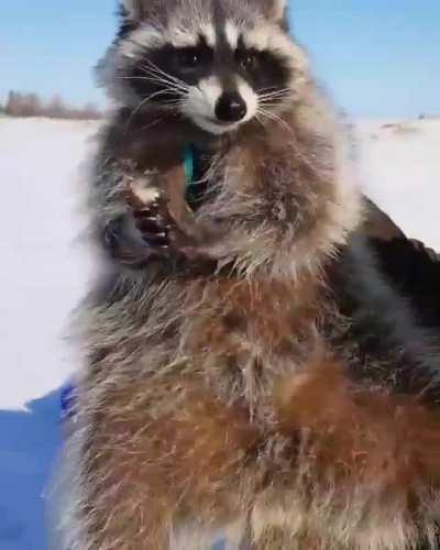 Ice fishing is always better with a friend....