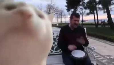 Dad: “No cats allowed in this house!” Dad after family gets a cat: