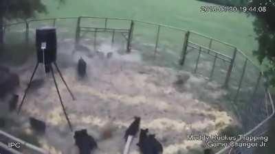 rambunctiousness bacon