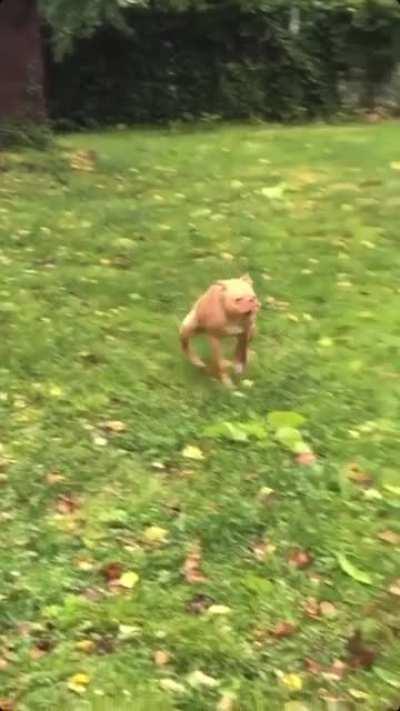 vidjo extremamente raro. bom dia chat. bom dia mumu