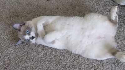 My cat chitters and chirps at me for attention, is she broken? (Please ignore my noisy space heater)