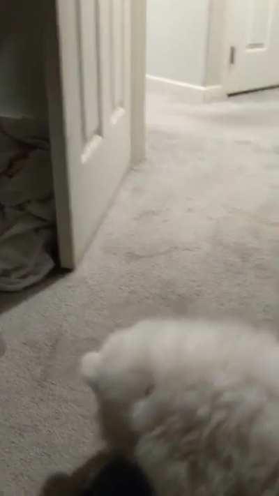 Inspect your pups closely so you don't accidently take home a fox like I did