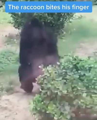 Perfect human scream and reaction of a chimpanzee bitten by a raccoon