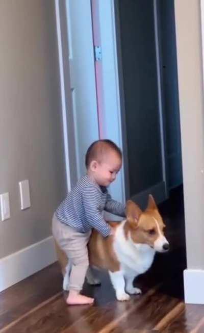 Trying to climb on a corgi