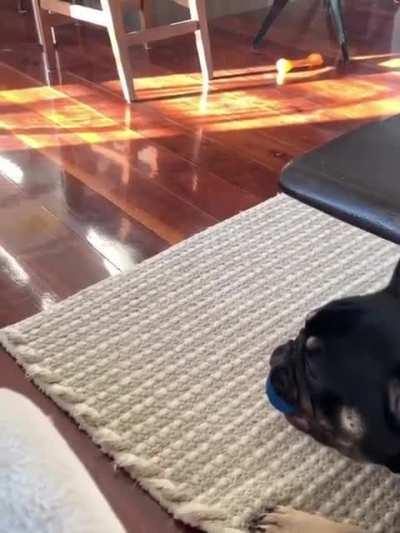 automatic ball launcher