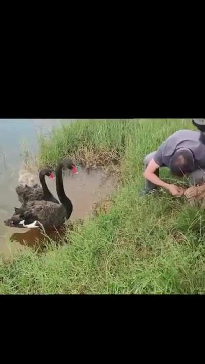 The parents of the black swan drove the baby swan to the shore to seek human help. Finally, people helped the little swan get rid of the shackles of thin lines, and the swan chirped to express their gratitude.