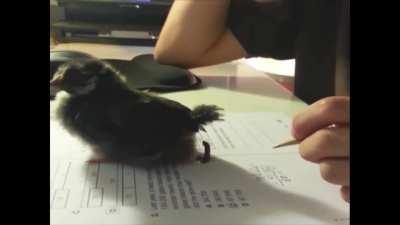 Letting a chick do homework with you.