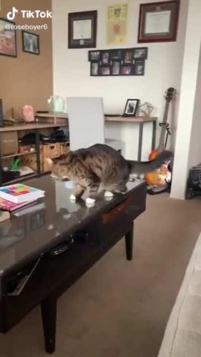 Jumpy cat