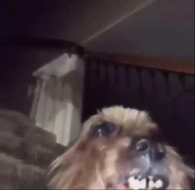 perro adicto al crack con music de fondo