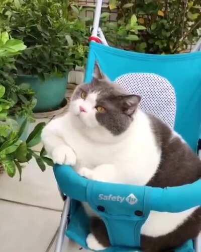 Portly Cat Wants A Ride