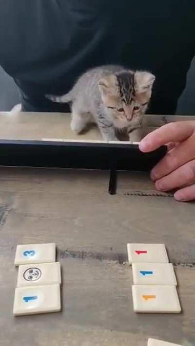 Vicious Criminal Causes Mayhem