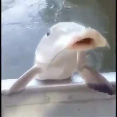 [Portuguese(?) to English] I wanna know what the guy’s saying before he yeets the fish.