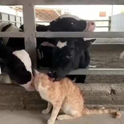 A cat enjoying a massage session from a cowspa