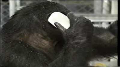 HELLO? YES THIS IS MONKE.