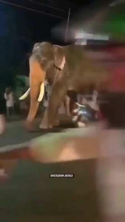 Traffic Laws are IrrElephant in India