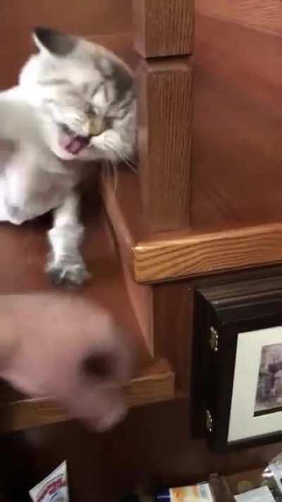 Khajiit has no wares for you