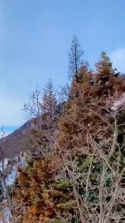 🔥The camouflage of an apex predator