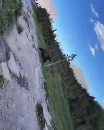 Hiker encounters Grizzly chasing after Mountain Goats