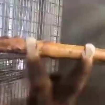 Go Back I Want To Be Monke