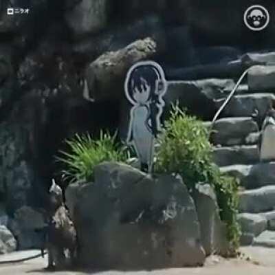 La trágica historia detrás del pingüino pvto