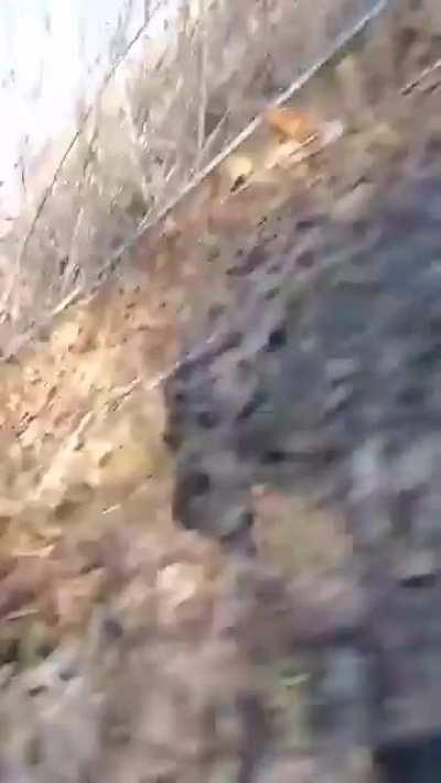 To record yourself with a fox around