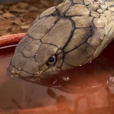 Water hose with built-in pump