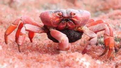 Mother Red Crab Eats Babies!