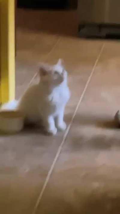 feel like I should put my cat here