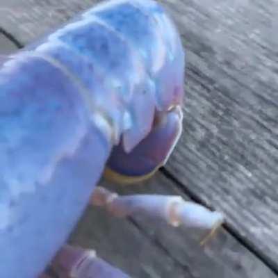 blue lobster