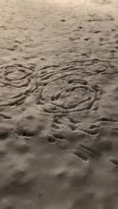 Perrito conocedor de arte Mexicano