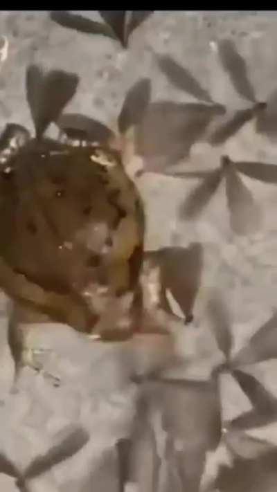 Es demadiadoð¿