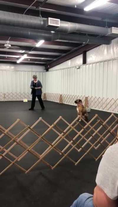 The dog is supposed to run up in front of her and sit.