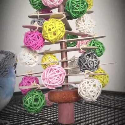 Hutchy & Hamish having a nibble of their Christmas tree. 🎄🐤🐦