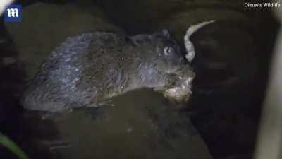 A rakali, a rodent native to Australia, catching and eating a poisonous cane toad. The rakali turns the toad on its back and eats the belly while the toad's back sits in water which washes away the toxins. The rakali will eventually eat all of its flesh, 