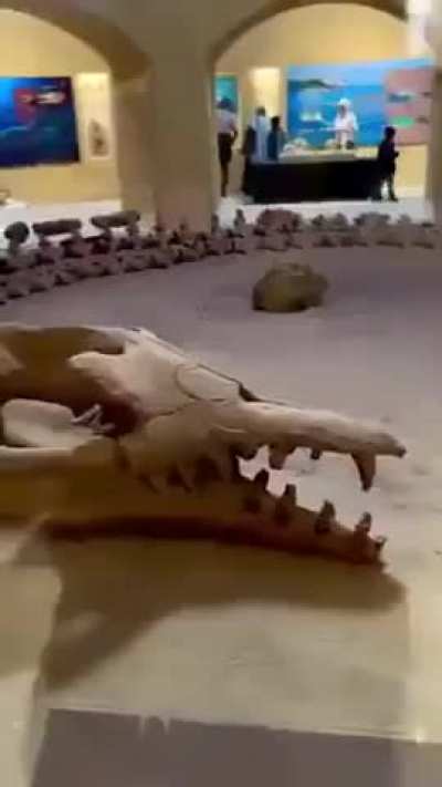 37 Million years old Whale Spine found in the hot dunes of Egypt