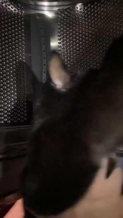 Space cat is off to mars